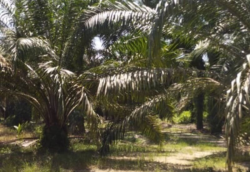 Premium Crude Palm Oil Land for sale 油棕芭出售