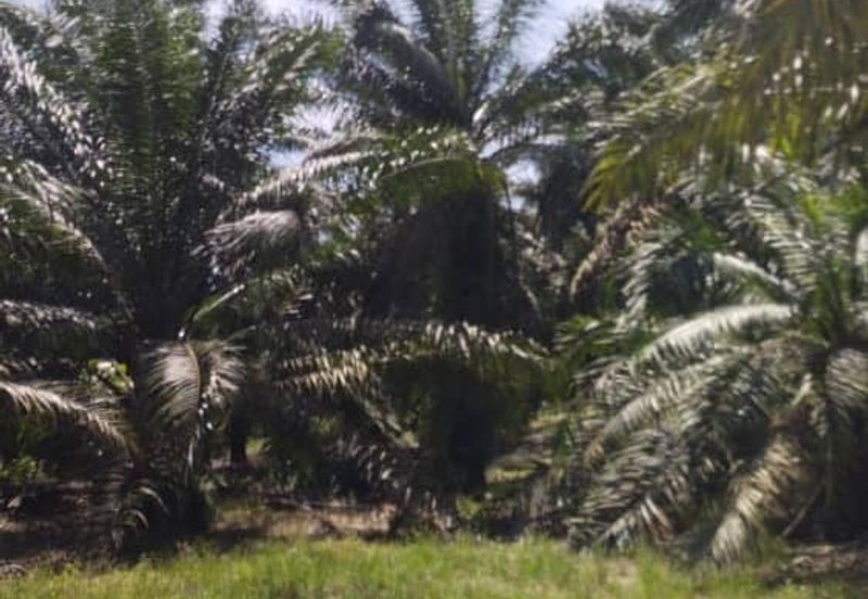 Premium Crude Palm Oil Land for sale 油棕芭出售