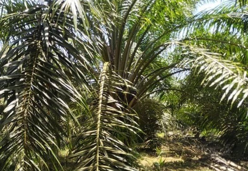 Premium Crude Palm Oil Land for sale 油棕芭出售