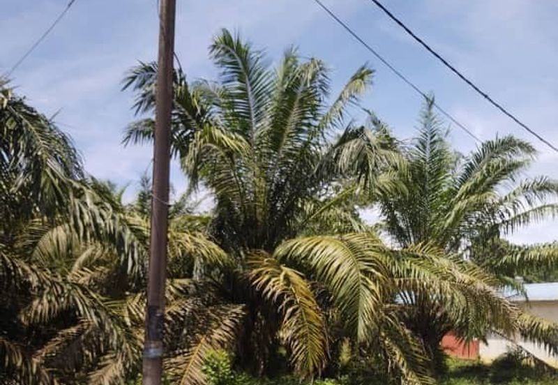 Premium Crude Palm Oil Land for sale 油棕芭出售