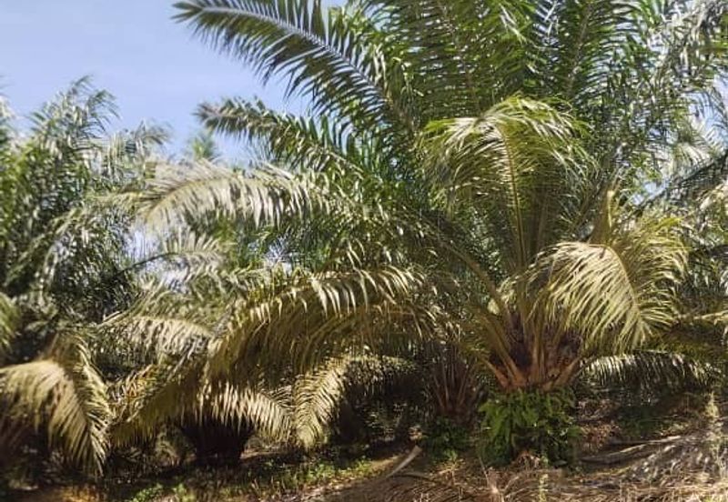 Premium Crude Palm Oil Land for sale 油棕芭出售