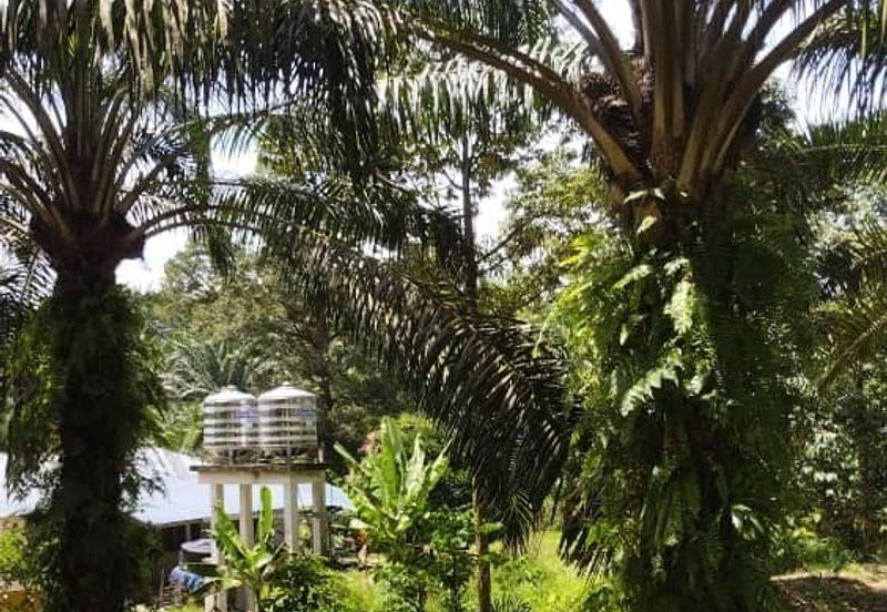 Premium Crude Palm Oil Land for sale 油棕芭出售