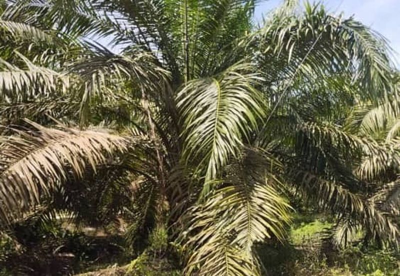 Premium Crude Palm Oil Land for sale 油棕芭出售