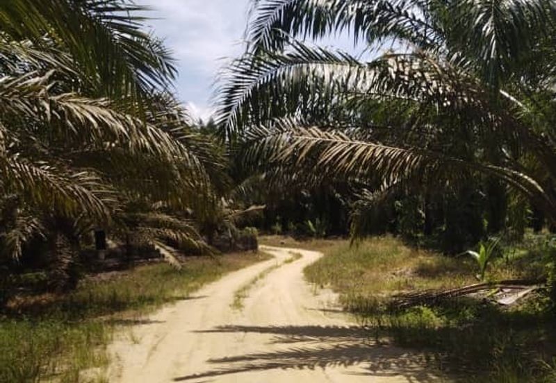 Premium Crude Palm Oil Land for sale 油棕芭出售