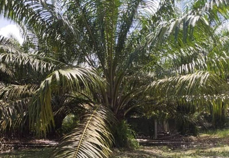 Premium Crude Palm Oil Land for sale 油棕芭出售