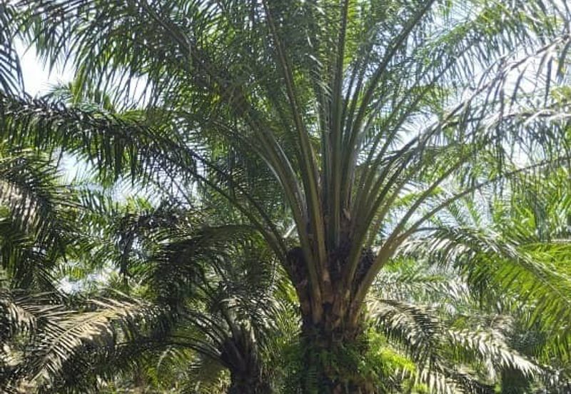 Premium Crude Palm Oil Land for sale 油棕芭出售