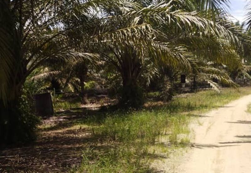 Premium Crude Palm Oil Land for sale 油棕芭出售