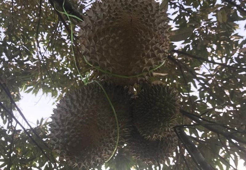 加叻榴莲地 Karak Durian Land 