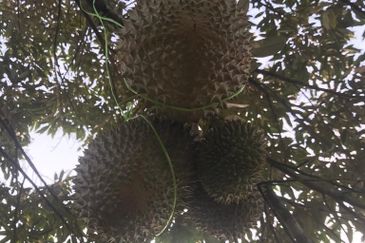 加叻榴莲地 Karak Durian Land 