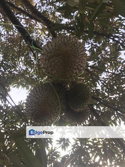 加叻榴莲地 Karak Durian Land , Pahang, Karak