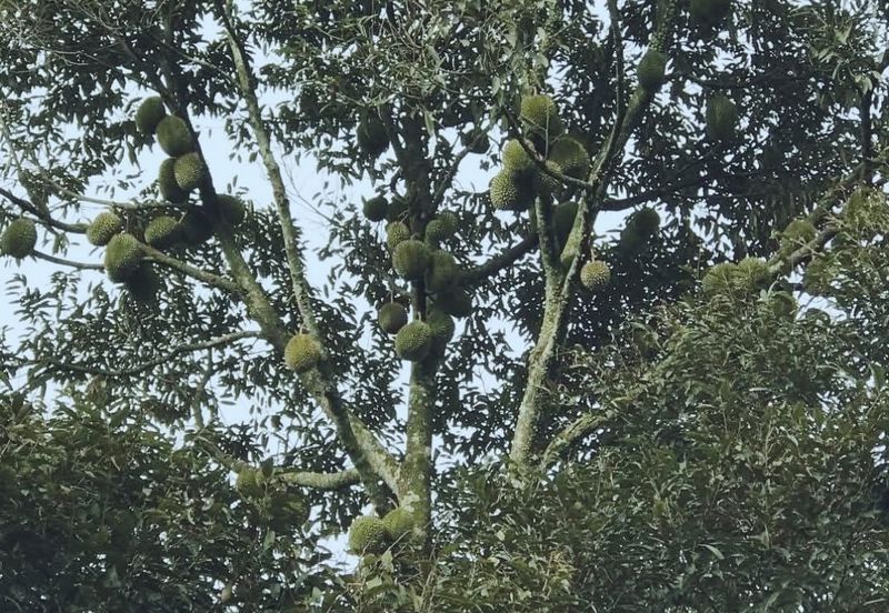 加叻榴莲地 Karak Durian Land 