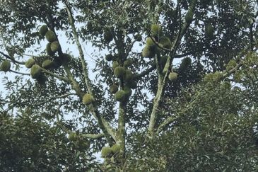 加叻榴莲地 Karak Durian Land 