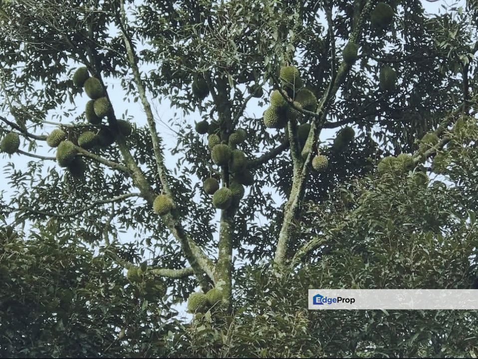 加叻榴莲地 Karak Durian Land , Pahang, Karak