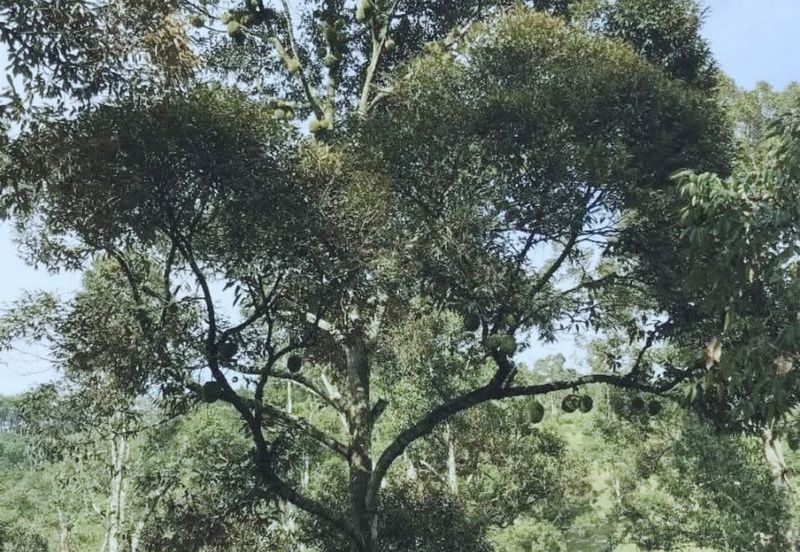 加叻榴莲地 Karak Durian Land 