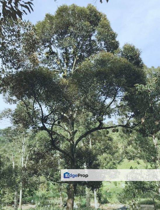 加叻榴莲地 Karak Durian Land , Pahang, Karak