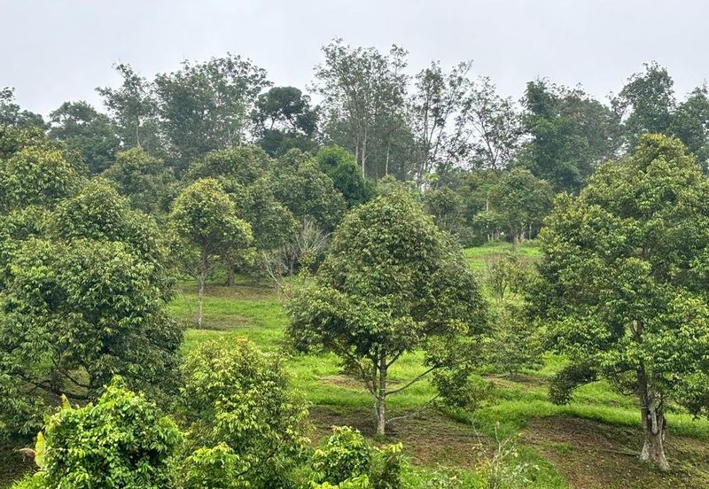 加叻榴莲地 Karak Durian Land 