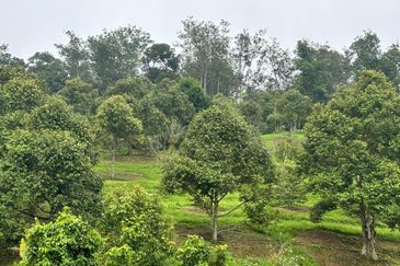 加叻榴莲地 Karak Durian Land 