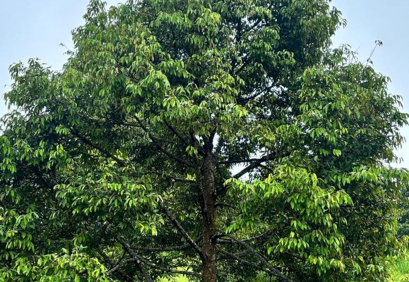 加叻榴莲地 Karak Durian Land 