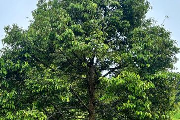 加叻榴莲地 Karak Durian Land 