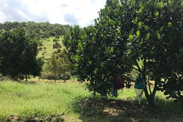 加叻榴莲地 Karak Durian Land 