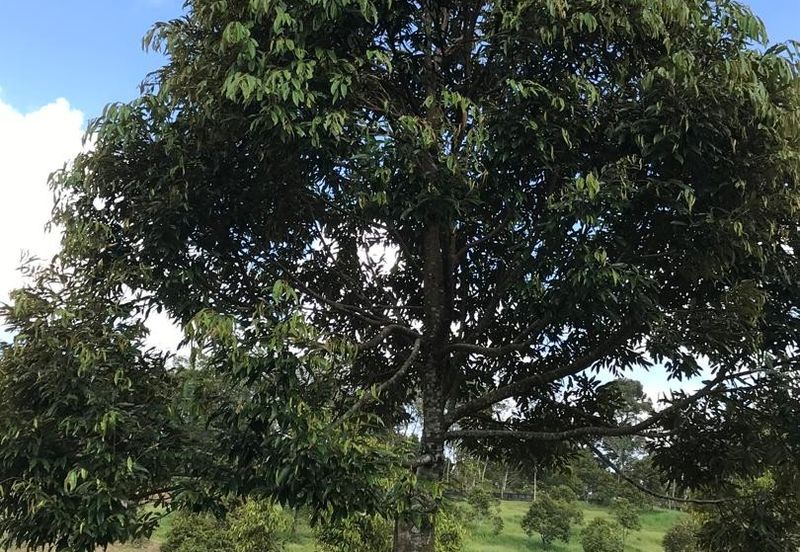 加叻榴莲地 Karak Durian Land 