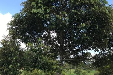 加叻榴莲地 Karak Durian Land 