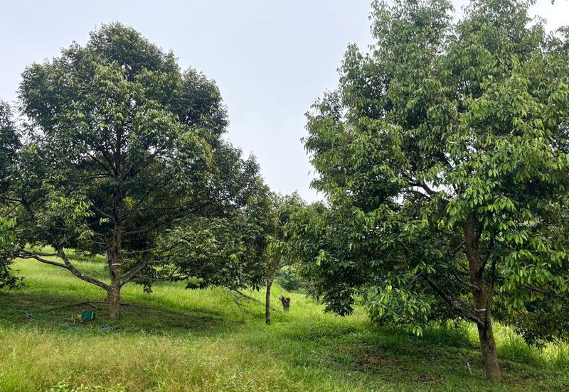 加叻榴莲地 Karak Durian Land 