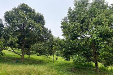 加叻榴莲地 Karak Durian Land 