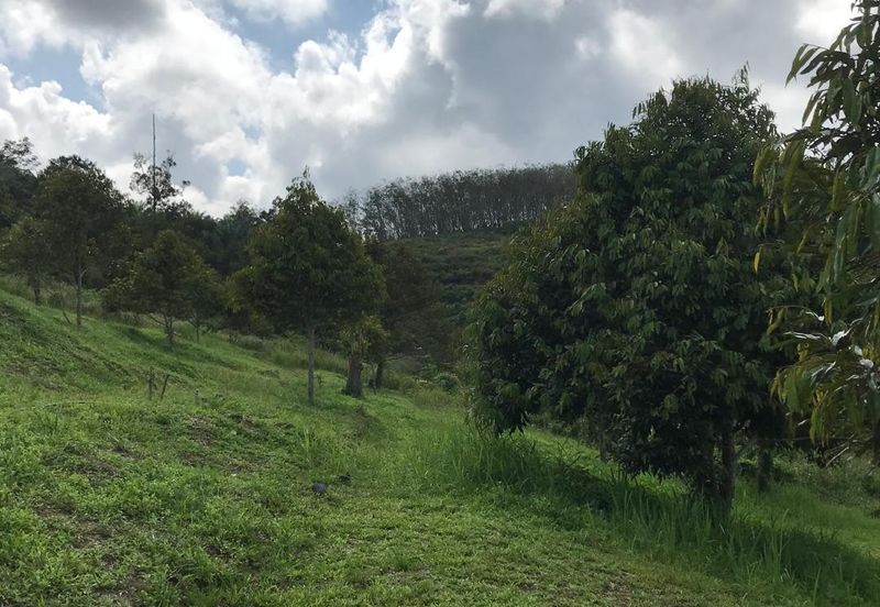 加叻榴莲地 Karak Durian Land 