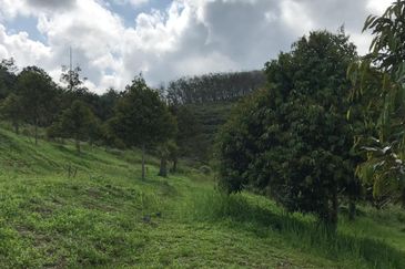 加叻榴莲地 Karak Durian Land 