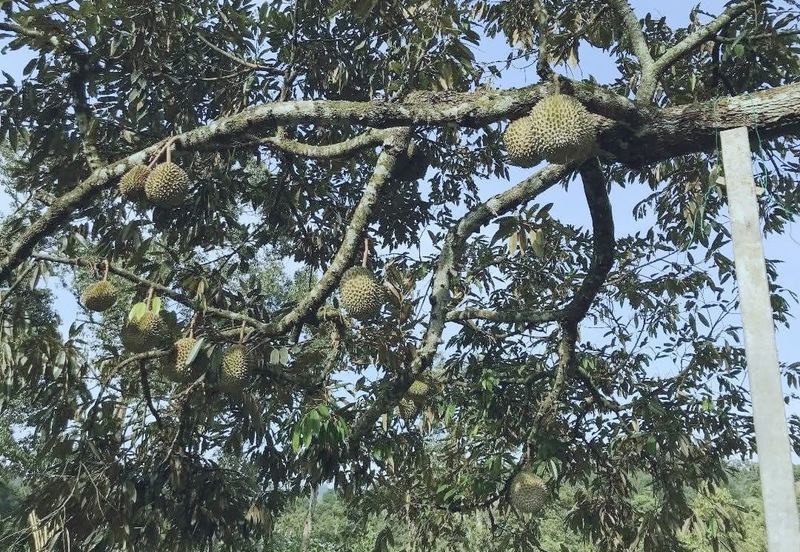 加叻榴莲地 Karak Durian Land 