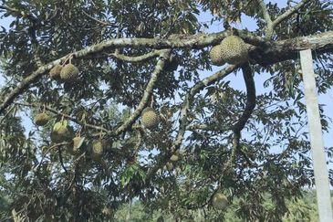 加叻榴莲地 Karak Durian Land 