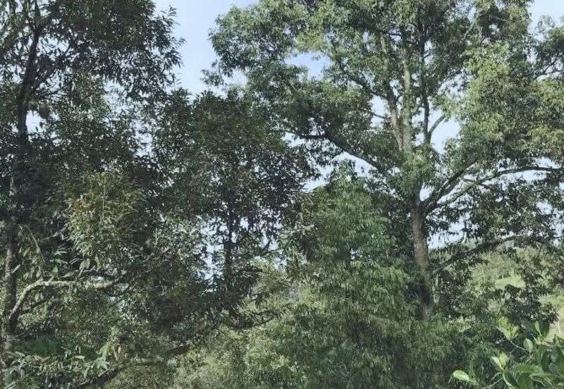 加叻榴莲地 Karak Durian Land 