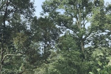 加叻榴莲地 Karak Durian Land 