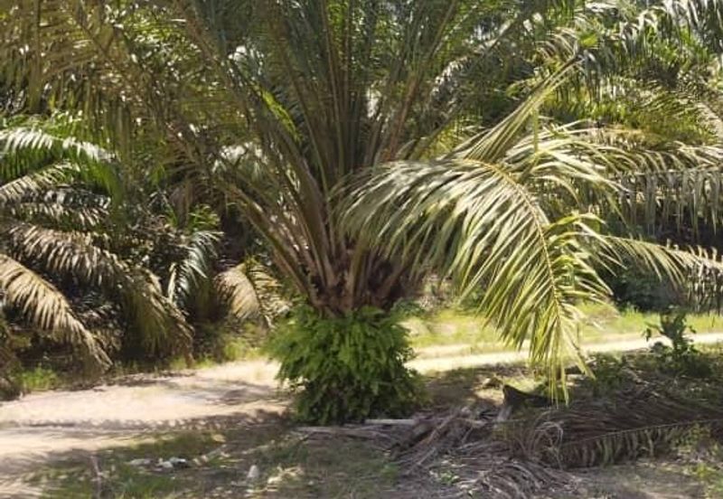 Terong Crude Palm Oil Land for Sale