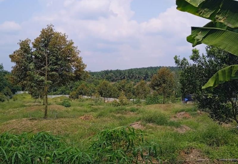 Kebun Durian Lengkap Dengan Infra @ Segamat Johor