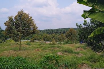Kebun Durian Lengkap Dengan Infra @ Segamat Johor