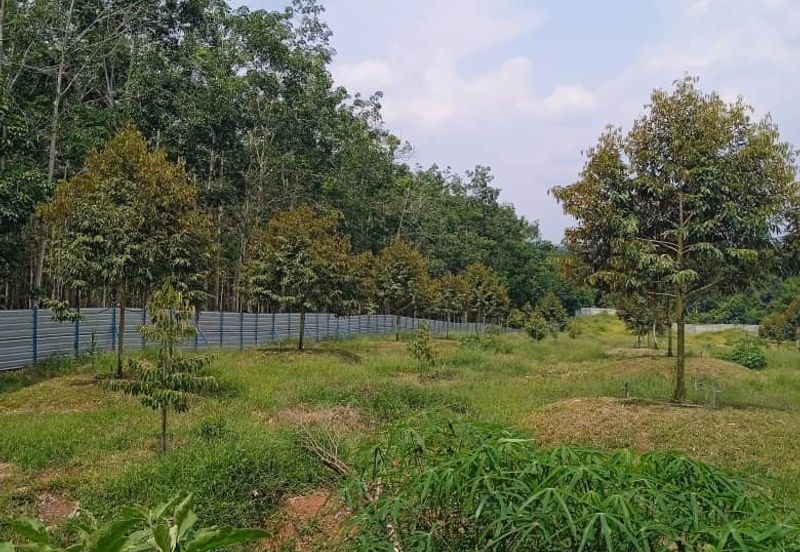 Kebun Durian Lengkap Dengan Infra @ Segamat Johor