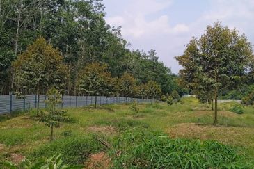 Kebun Durian Lengkap Dengan Infra @ Segamat Johor