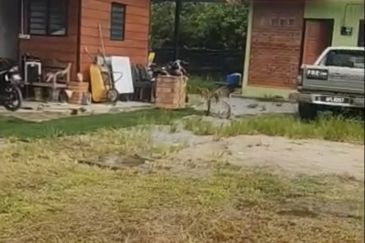 Tanah Pertanian Berserta Sebuah Rumah Di Sepang