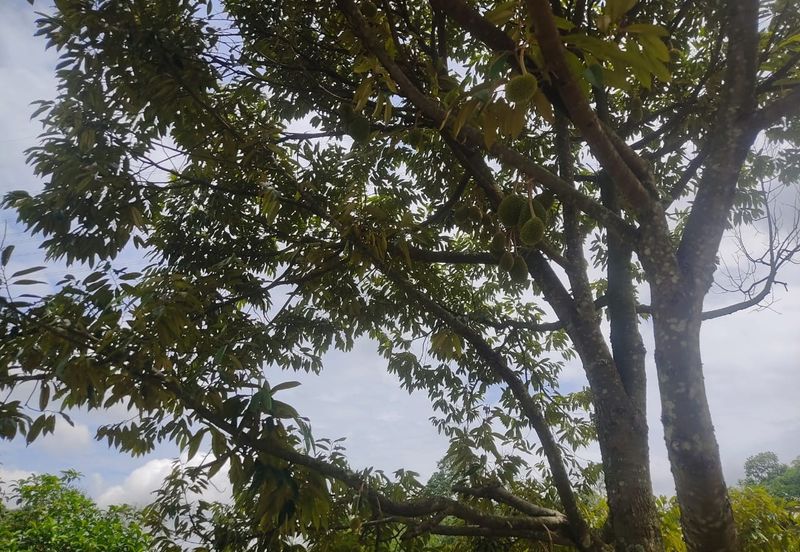 Rasah Kemayan Agricultural land in Seremban