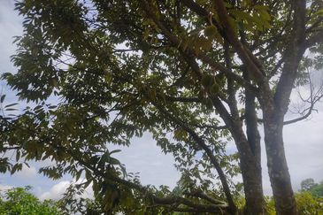 Agricultural land in Rasah Kemayan Seremban