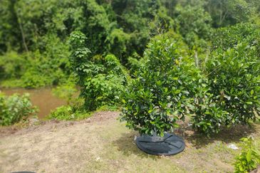 Agricultural land in Rasah Kemayan Seremban
