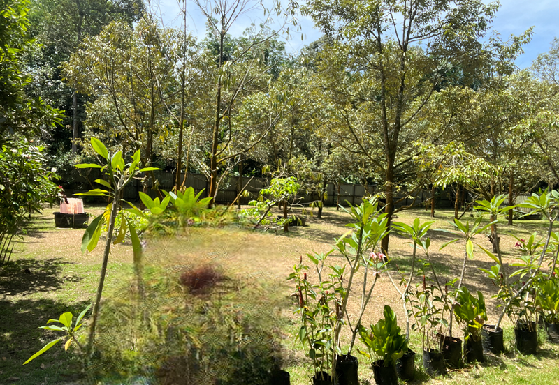 Escape to Nature: Orchard Living with Income Potential from Musang King Durians