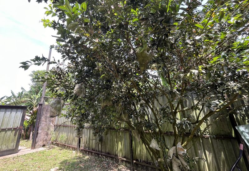 Escape to Nature: Orchard Living with Income Potential from Musang King Durians