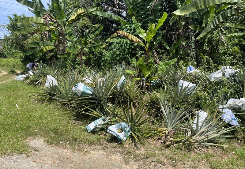 Escape to Nature: Orchard Living with Income Potential from Musang King Durians