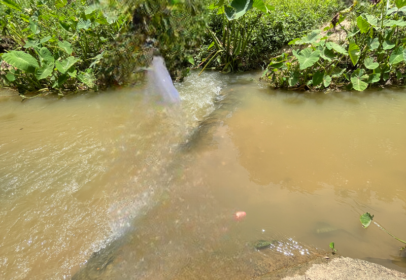 Escape to Nature: Orchard Living with Income Potential from Musang King Durians