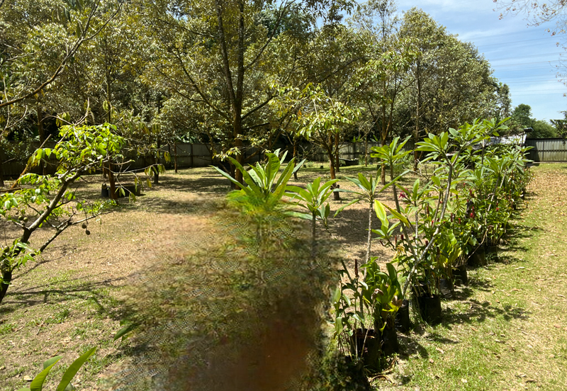 Escape to Nature: Orchard Living with Income Potential from Musang King Durians