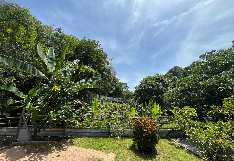 Escape to Nature: Orchard Living with Income Potential from Musang King Durians