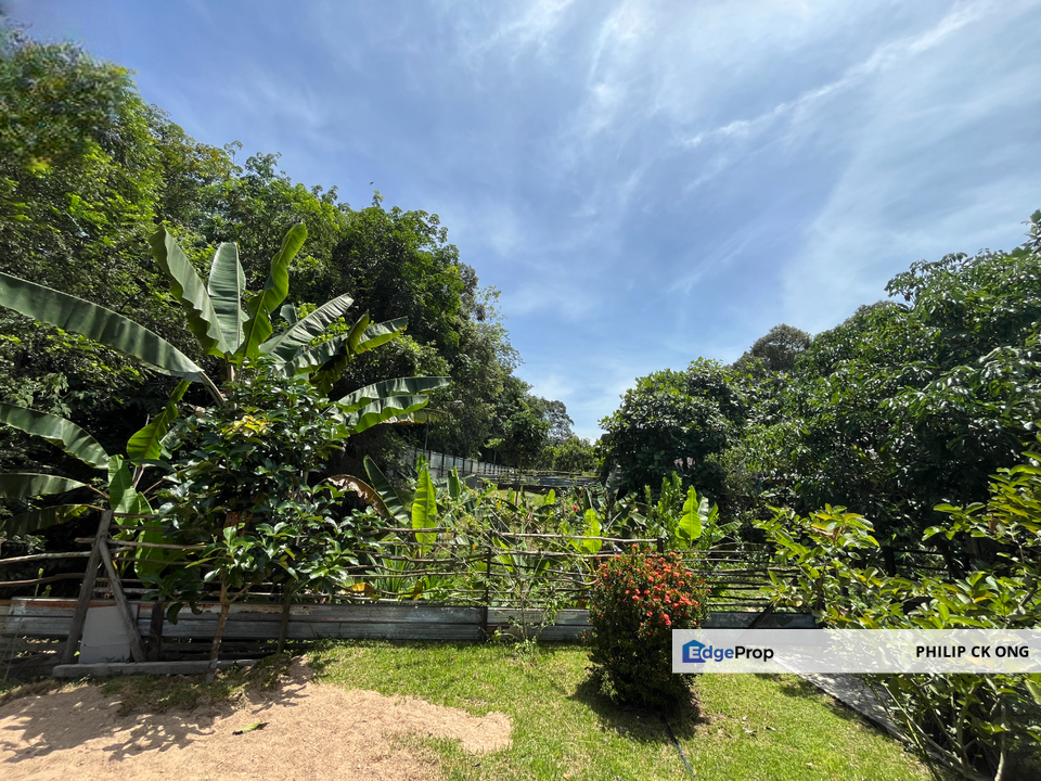 Escape to Nature: Orchard Living with Income Potential from Musang King Durians, Selangor, Hulu Selangor